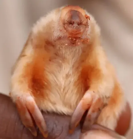 notoryctes caurinus