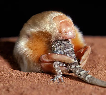 notoryctes typhlops