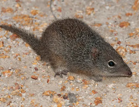 parantechinus apicalis