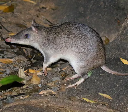 perameles nasuta