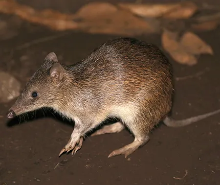 peroryctes raffrayana