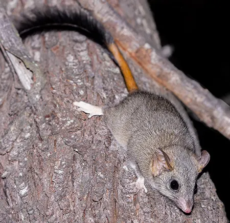 phascogale calura