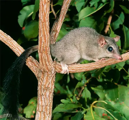 phascogale pirata