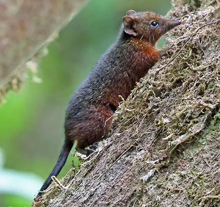 phascolosorex doriae