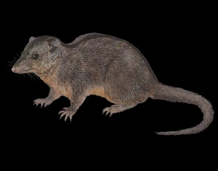 Phascolosorex dorsalis