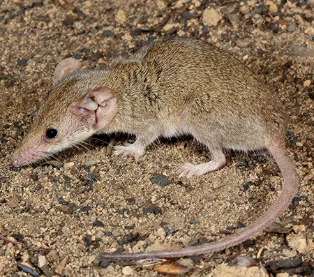 planigale maculata