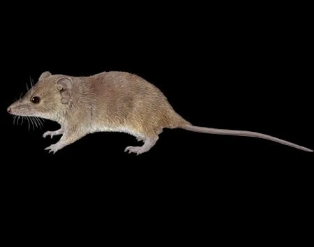 Planigale novaeguineae