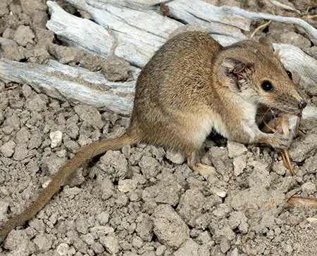 planigale tenuirostris