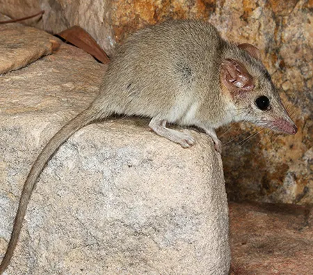 pseudantechinus bilarni