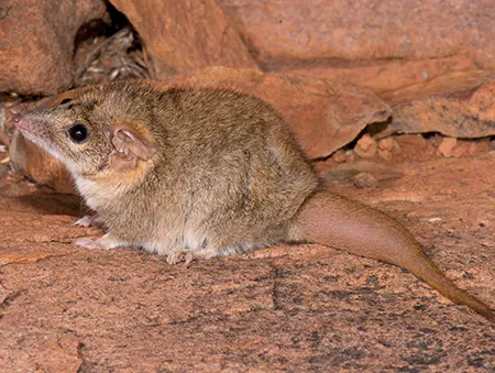 pseudantechinus macdonnellensis