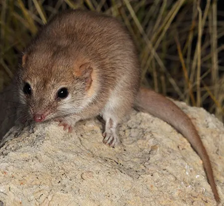 pseudantechinus ningbing
