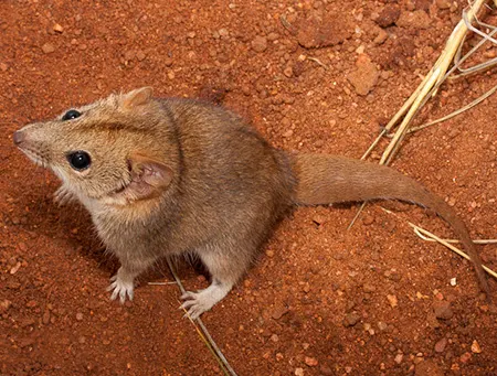 pseudantechinus woolleyae