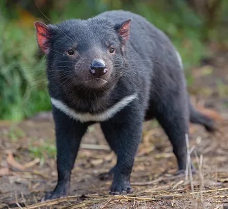 sarcophilus harrisii