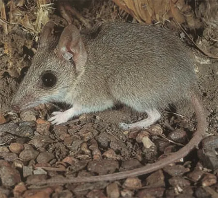 sminthopsis archeri
