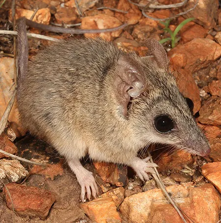 sminthopsis bindi