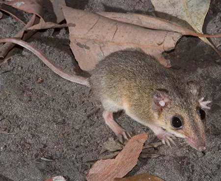 sminthopsis butleri