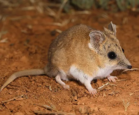 sminthopsis crassicaudata