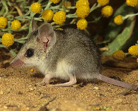 sminthopsis dolichura
