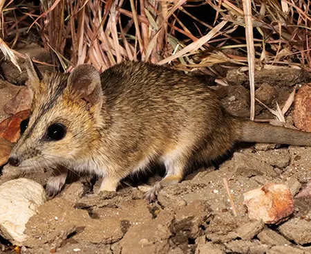 sminthopsis douglasi