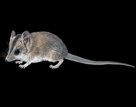 Sminthopsis froggatti