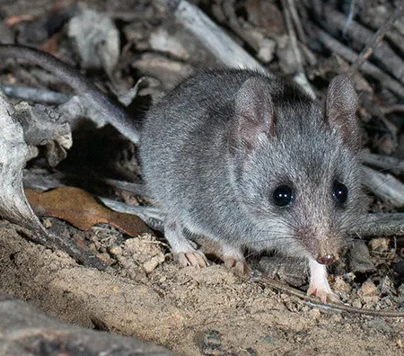 sminthopsis fuliginosa