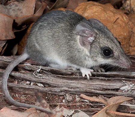sminthopsis gilberti