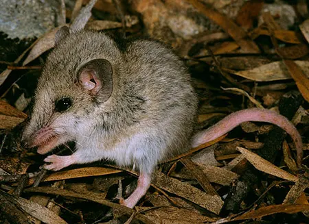sminthopsis granulipes