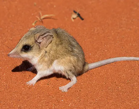 sminthopsis hirtipes