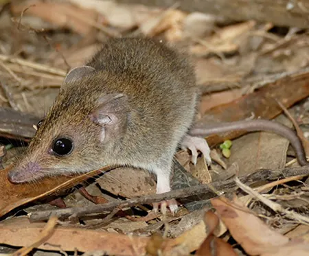 sminthopsis leucopus
