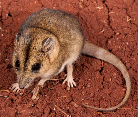 sminthopsis macroura