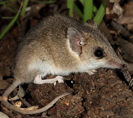 sminthopsis murina