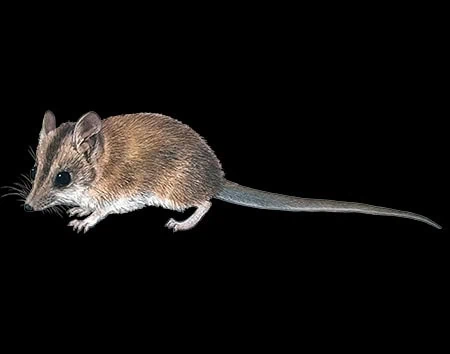 Sminthopsis stalkeri
