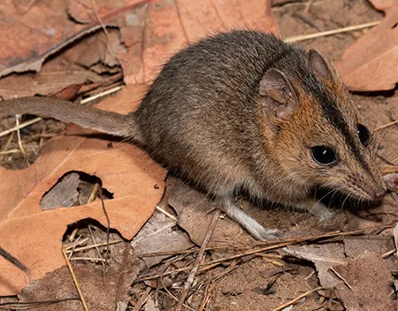 sminthopsis virginiae