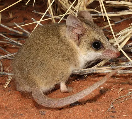 sminthopsis youngsoni