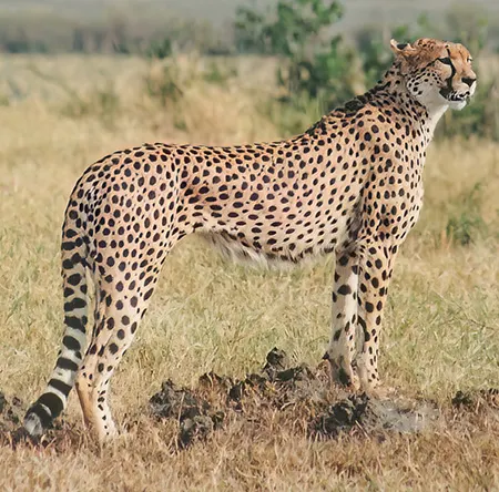 acinonyx jubatus