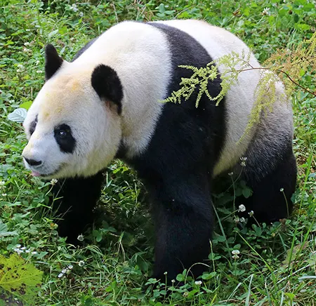 ailuropoda melanoleuca