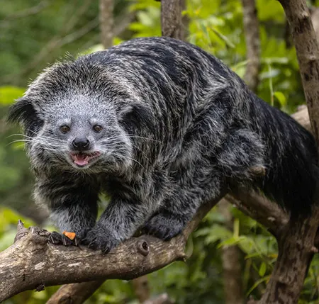 arctictis binturong