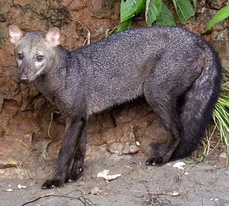 atelocynus microtis