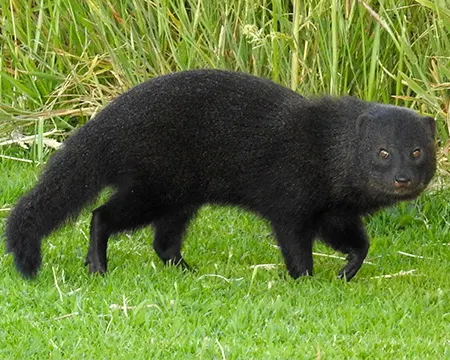 atilax paludinosus