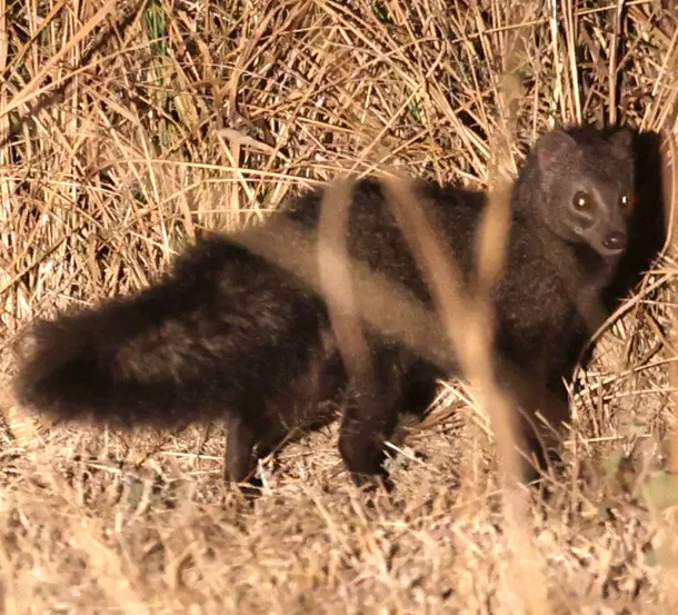 bdeogale crassicauda