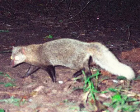 bdeogale jacksoni
