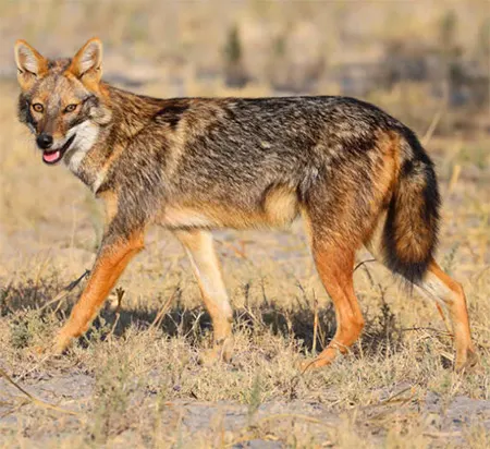 canis aureus