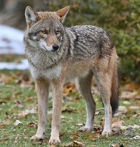 canis latrans