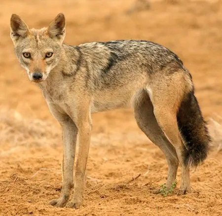 canis lupaster
