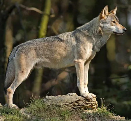 canis lycaon