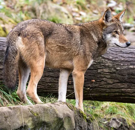 canis rufus