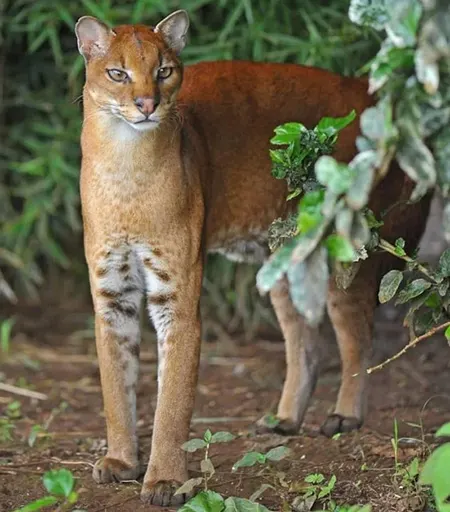 caracal aurata