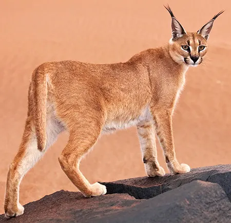 caracal caracal