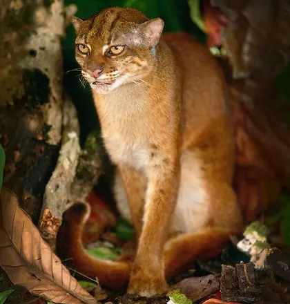 catopuma badia