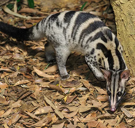 chrotogale owstoni